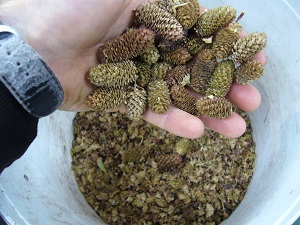 Semances Betula lenta